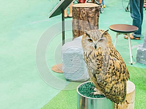 Eagle Owl