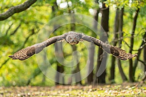 Eagle owl with majestic wings spread in flight through the autumn forest. Green European forest landscape with a raptor