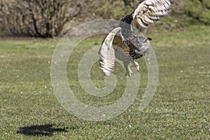 Eagle owl maneuvering from take off