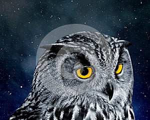 Eagle Owl