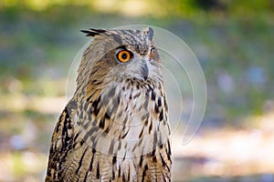 Eagle-owl with orange eyes
