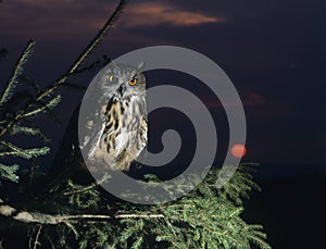 Eagle owl perching on Tree Branch