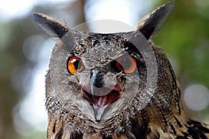 Eagle owl