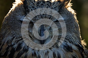 Eagle Owl portrait photo