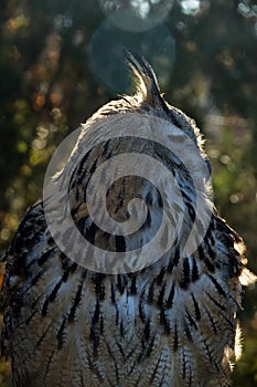 Eagle Owl portrait photo