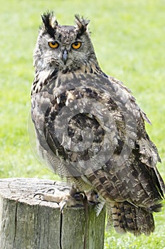 Eagle owl portrait