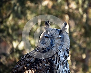 Eagle Owl portrait photo