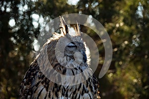 Eagle Owl portrait photo