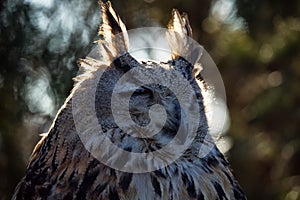 Eagle Owl portrait photo