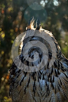 Eagle Owl portrait photo