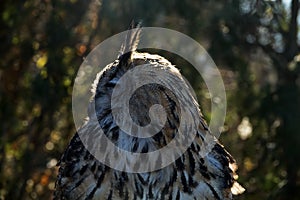 Eagle Owl portrait photo