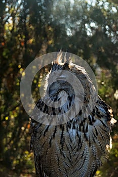 Eagle Owl portrait photo