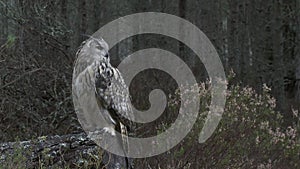 Eagle Owl resting on fallen tree