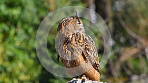 Eagle owl resting on the stone, looking to the right