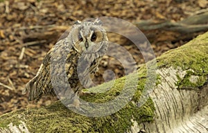 Eagle owl sat quietly on a mossy silver birch tree trunk