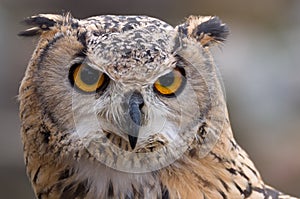 Eagle-Owl searching for prey