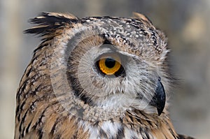 Eagle-Owl searching for prey
