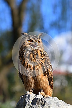 Eagle owl that sings sitting on the rock