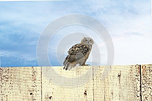 An eagle owl sits on the ridge of a wooden fence. Bird looks back, the orange eyes stare at you. Beautiful blue sky with