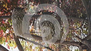 Eagle owl sitting and looking on the background of tree leaves