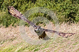 Eagle owl swooping low over a meadow