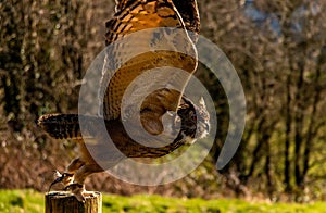 Eagle owl taking off