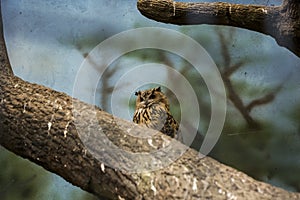 Eagle owl on the tree