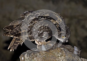 Eagle owl photo