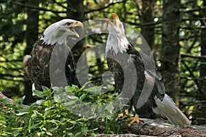 Eagle Pair 3