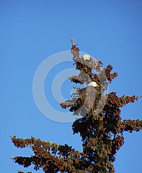 Eagle Pair in Spruce Tip