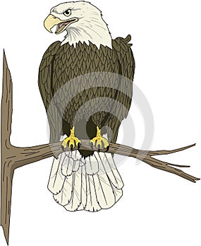 Eagle Perched on Branch Illustration