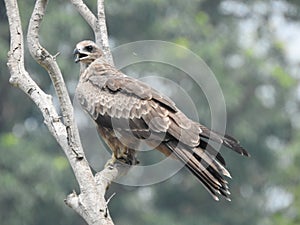 An eagle is perched on a branch of a tree