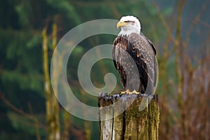 eagle perched on a national boundary post in a forest