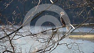 Eagle Perched in a Strong Wind 4K UHD