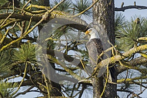 Eagle perched in tree.
