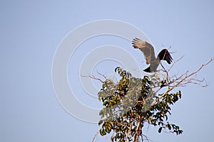 An eagle perching on a bush