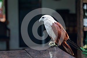 Eagle, Philippines