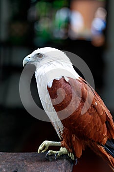 Eagle, Philippines