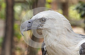 Eagle in the Philippines close up