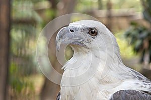 Eagle in the Philippines