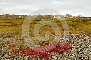 Eagle Plains arctic tundra Richardson Mountains YT Canada photo