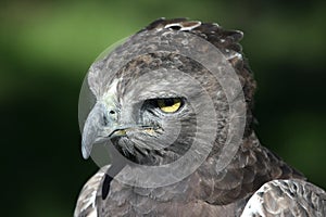 Eagle Portrait