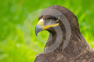 Eagle Portrait