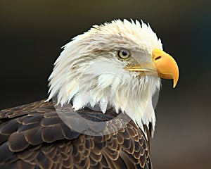 Eagle portrait