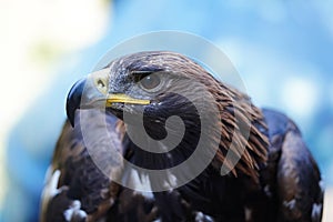 Eagle portrait. Beautiful bird of prey looks to the left