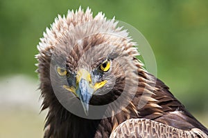 Eagle portrait