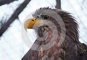 Eagle portrait looking to right