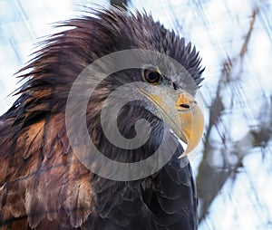 Eagle portrait view from down looking to the left