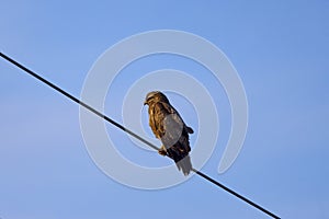an eagle on a power cable