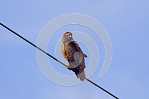 an eagle on a power cable